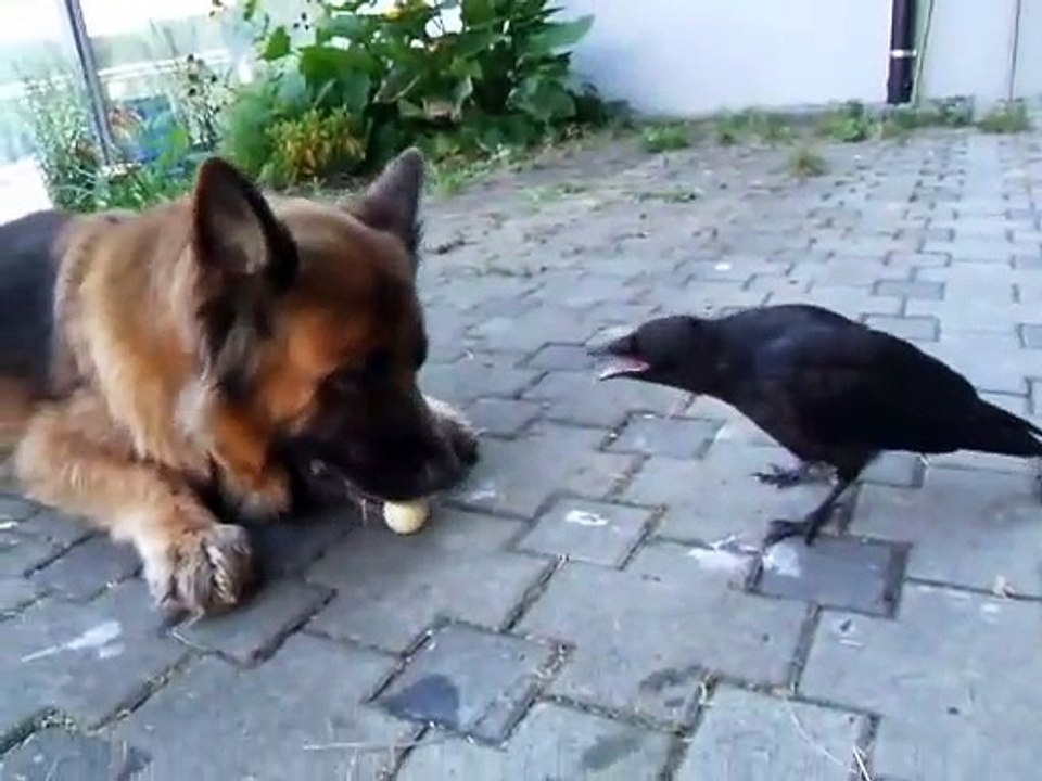 Un corbeau joue avec un chien à la baballe