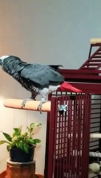 Quand ton perroquet demande à Alexa de stopper la musique... j'aime pas cette chanson