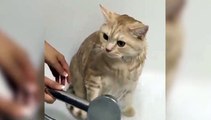 Duş alan sevimli kedi