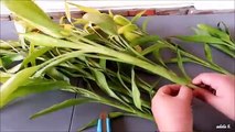 Lucky Bamboo Propagation By Cuttings In Soil And Water (Decoration Ideas)