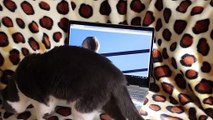 Funny Cat watch bird on laptop