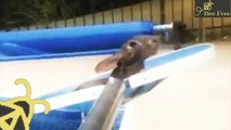 Awesome Man Rescues Bunny Drowning in Pool