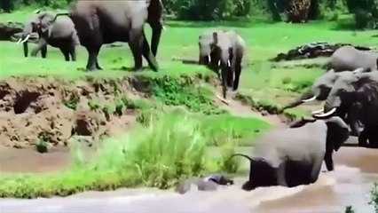 Akıntıya kapılan yavru fil el birliğiyle böyle kurtarıldı