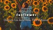 Sunflower - Cinematic Film Aerial Views (Field of Blooms)