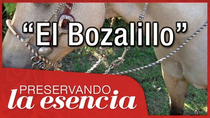 El Bozalillo, cómo se usa correctamente en la charrería, nudos, errores, etc..