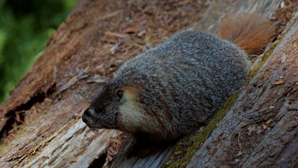 Keeping your car safe from cute critters at National Parks