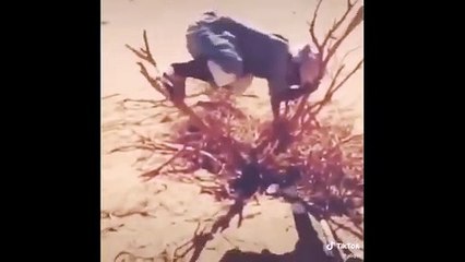 موت ضحك حمار مسكين