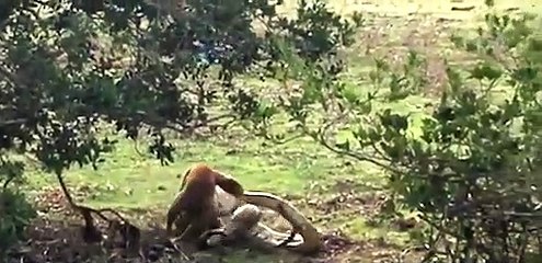 Dev piton ve köpeğin tüyler ürperten kavgası