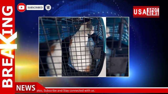 Drug-runner's cat caught trying to sneak narcotics into Panama prison