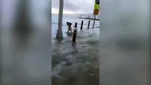 İzmir'de köpek sel sularında mahsur kaldı