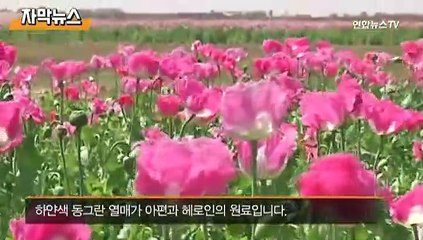 [자막뉴스] 예쁘다고 한 송이만 심어도…양귀비 집중 단속