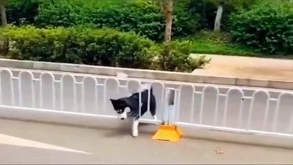 Baby Dogs - Funny and Cute Dog Videos Compilation #31 - Aww Animals