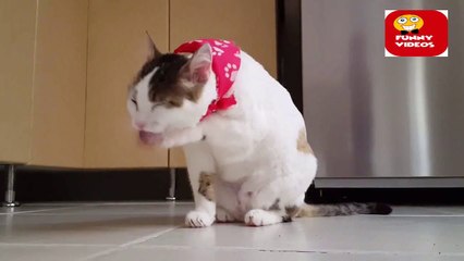 Most Funny Cats - Cute and Funny Cat Videos | cute cat videos