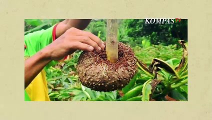 Tahukah Kamu tentang Tanaman Umbi Porang? Kenapa Bisa menjadi Tanaman Ekspor?