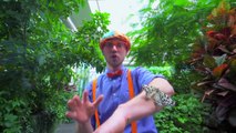 Blippi Español Visita un Centro de Esquí |  Videos Educativos para Niños part 1