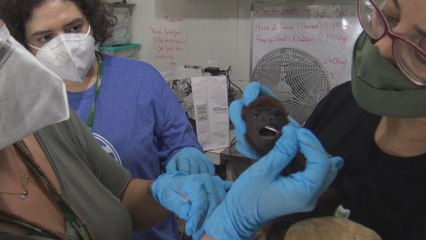 En Amazonie, avec les chasseurs de nouveaux virus : "Tout est réuni ici pour une explosion virale"