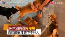 當柴犬四寶遇上內向柴犬 牠狂鑽奴才胯下畫面超爆笑