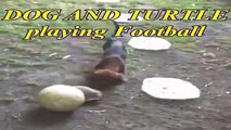 Dog and Turtle Playing Football - video of dog and turtle playing