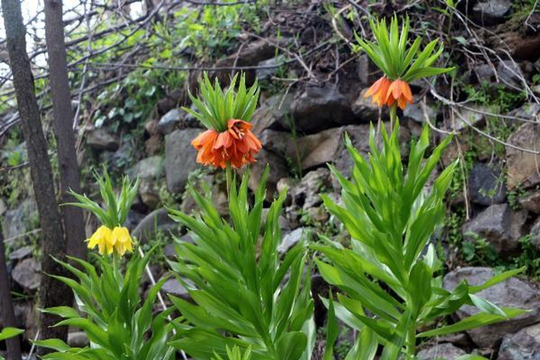 YÜKSEKOVA'DA TERS LALELER ÇİÇEK AÇTI