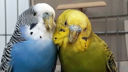 Lovely Couple of Parakeet Birds