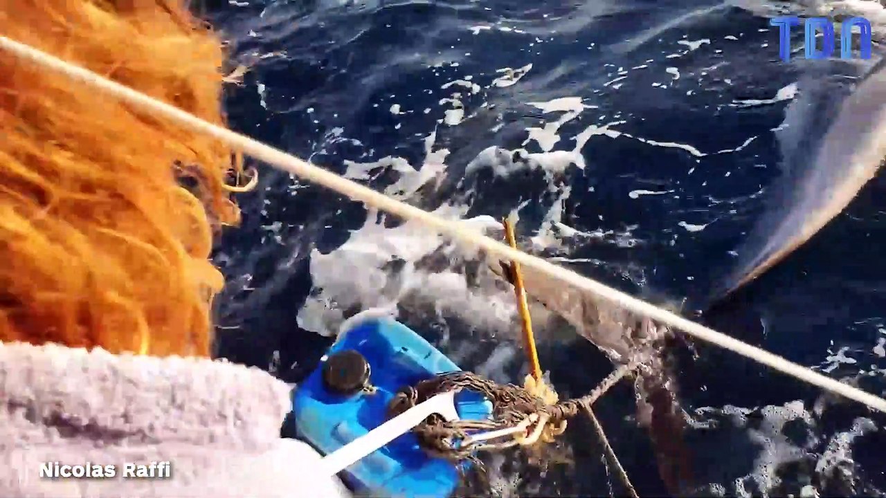 Il sauve un dauphin piégé dans une bouée au large de Saint-Cyr-sur-Mer