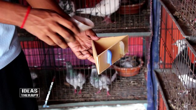 Make Stylish Easy Bird Feeder | Bird Feeder | Unique Pigeon Feeder | Easy DIY Feeder | Ideas Therapy