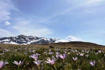 NEMRUT'UN KARDELENLERİ, GÖRSEL ŞÖLEN SUNUYOR