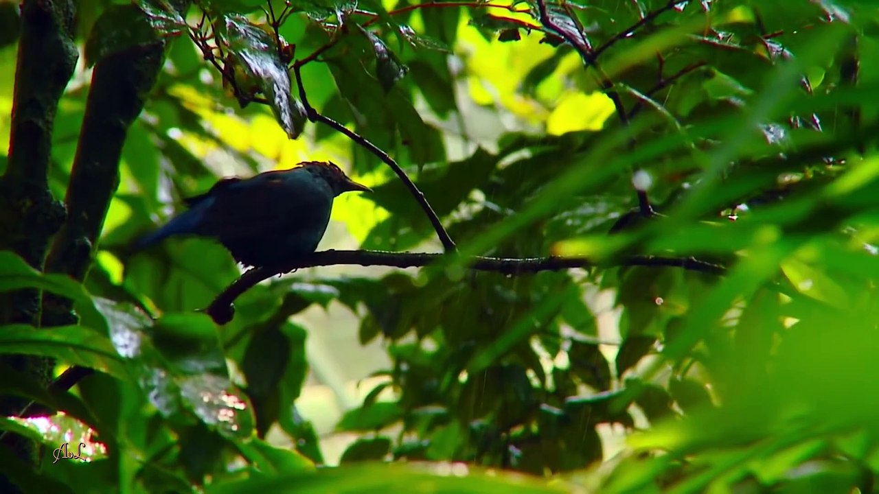 Beautiful Nature