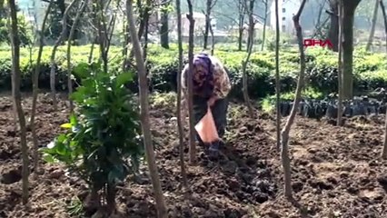 Doğu Karadeniz'e göç başladı, uzmanlar uyardı