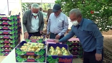 Sezonun ilk kayısı hasadı Silifke’de yapıldı
