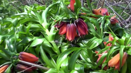 Ters laleler iklim değişikliğine yenildi