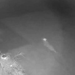 Elle voit un dinosaure sur sa caméra de vidéosurveillance !