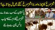 Ostrich Farm in Pakistan - Shutar Murgh Ka Anda 2kg ka hota ha | Shutar Murgh Gosht Ke Kia Faida Ha?