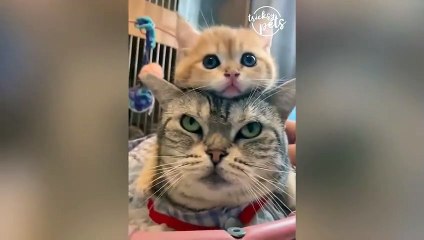 Funny Cat Reaction - Try Not To Laugh With Animals