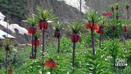 Ters laleler çiçek açtı