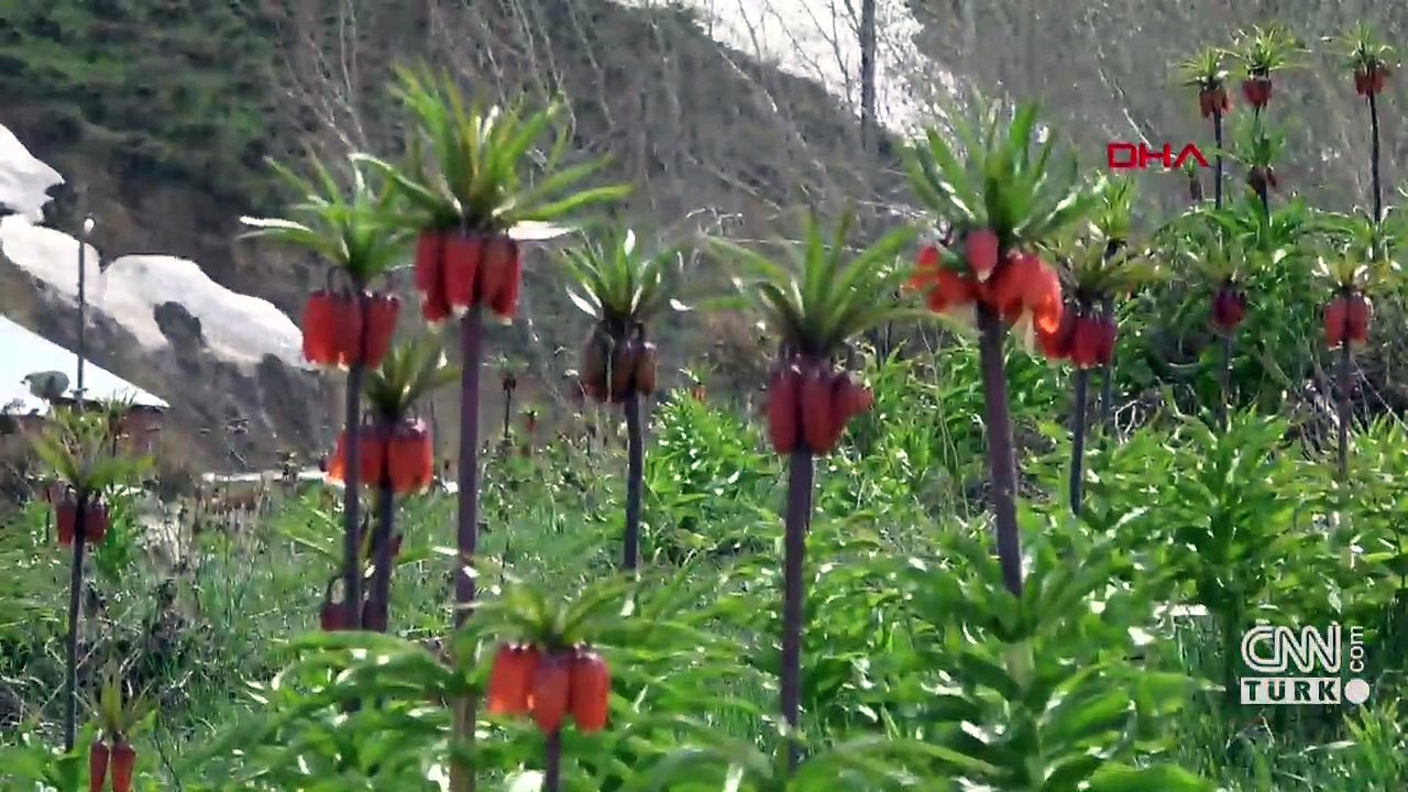 Ters laleler çiçek açtı