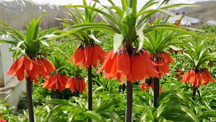 Van’da ters laleler açmaya başladı