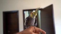 Bird sings for feet 