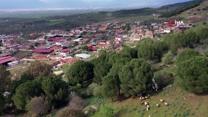 Koyunlarını konser vererek otlatıyor