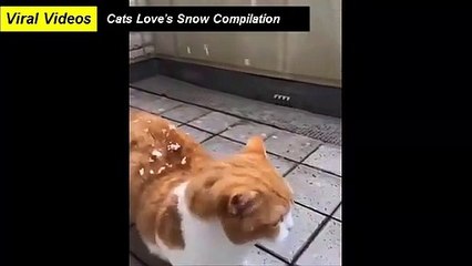 Cats playing with Snow Compilation 2021