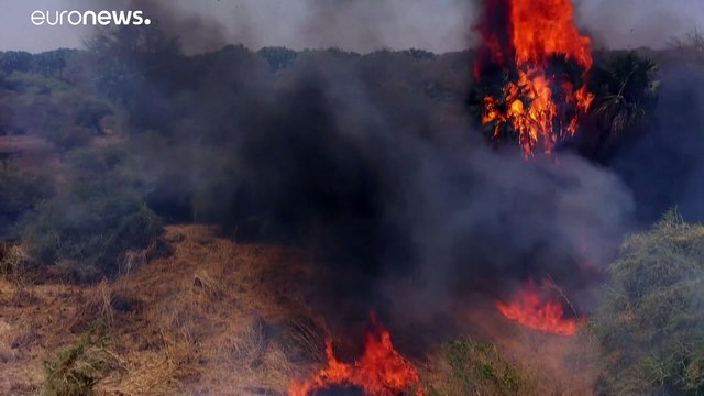 فيديو: نشطاء ينددون بتهديد العامل البشري لمحمية الدندر الطبيعية في السودان