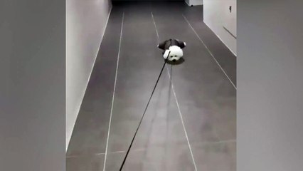 Direnme işini zirveye çıkaran sevimli köpek