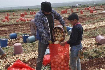 REYHANLI'DA KURU SOĞAN HASADI BAŞLADI