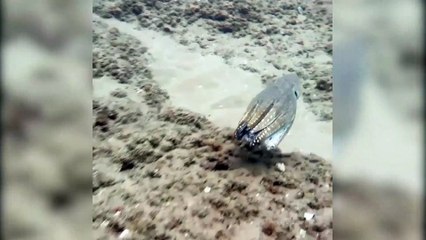 Ahtapotun okyanus tabanındaki renk değişimi böyle görüntülendi