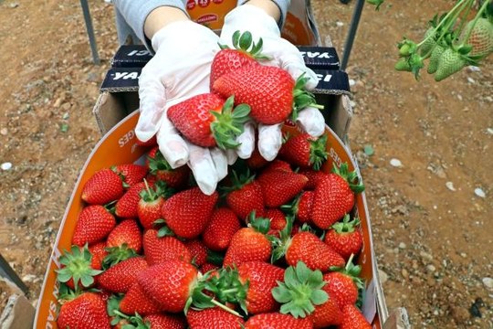 Topraksız çilek üretimiyle 4 kat daha fazla ürün almaya başladı