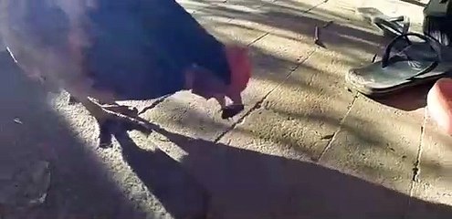 Zehirli örümcekle karşılaşan tavuk