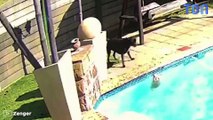 Un chien sauve un petit chien en train de se noyer dans la piscine