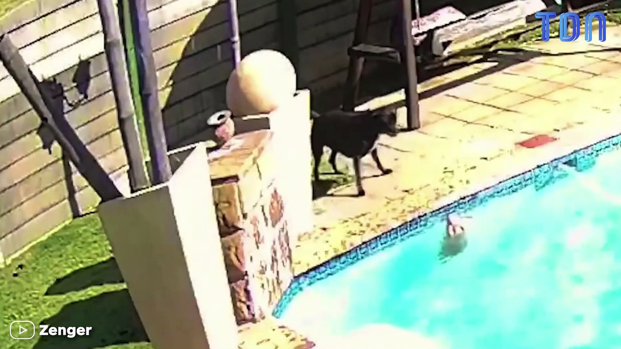 Un chien sauve un petit chien en train de se noyer dans la piscine