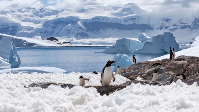 Get Married in Antarctica Next Valentine's Day With Penguins and Seals