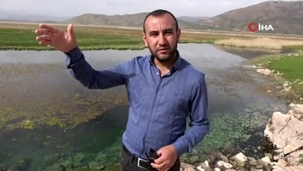 Yer: Hakkari! Sürü halinde dolaşan yılanlar korku saçıyor